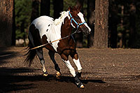 /images/133/2011-09-16-flagstaff-horses-94561.jpg - #09474: Horses in Flagstaff … September 2011 -- Fort Tuthill County Park, Flagstaff, Arizona