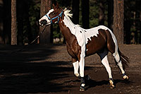 /images/133/2011-09-16-flagstaff-horses-94653.jpg - #09475: Horses in Flagstaff … September 2011 -- Fort Tuthill County Park, Flagstaff, Arizona