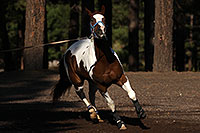 /images/133/2011-09-16-flagstaff-horses-94664.jpg - #09476: Horses in Flagstaff … September 2011 -- Fort Tuthill County Park, Flagstaff, Arizona