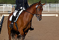 /images/133/2011-09-17-flagstaff-dressage-96975.jpg - #09486: Blue eyed horse at English dressage in Flagstaff … September 2011 -- Fort Tuthill County Park, Flagstaff, Arizona