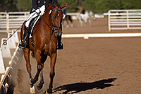 /images/133/2011-09-17-flagstaff-dressage-96992.jpg - #09487: Blue eyed horse at English dressage in Flagstaff … September 2011 -- Fort Tuthill County Park, Flagstaff, Arizona