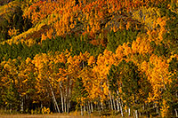 /images/133/2011-09-30-maroon-tree-colors-102565.jpg - #09561: Yellow, orange and green Fall Colors in Maroon Bells, Colorado … September 2011 -- Maroon Bells, Colorado