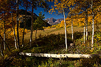 /images/133/2011-10-03-maroon-tree-log-103943.jpg - #09570: Morning Fall Colors in Maroon Bells, Colorado … October 2011 -- Maroon Bells, Colorado