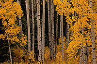 /images/133/2011-10-04-maroon-rainy-trees-104537.jpg - #09577: Yellow Aspen Fall Colors in Maroon Bells, Colorado … October 2011 -- Maroon Bells, Colorado