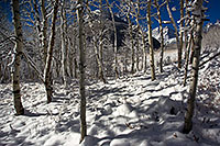 /images/133/2011-10-27-maroon-snowy-trees-109441.jpg - #09662: Snowy Trees in Maroon Bells, Colorado … October 2011 -- Maroon Bells, Colorado