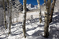 /images/133/2011-10-27-maroon-snowy-trees-109592.jpg - #09665: Snowy Trees in Maroon Bells, Colorado … October 2011 -- Maroon Bells, Colorado