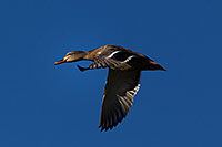 /images/133/2011-11-17-riparian-ducks-120406.jpg - #09723: Female mallard in flight at Riparian Preserve … November 2011 -- Riparian Preserve, Gilbert, Arizona