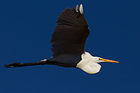 /images/133/2011-11-17-riparian-great-119869.jpg - #09724: Great Egret in flight at Riparian Preserve … November 2011 -- Riparian Preserve, Gilbert, Arizona