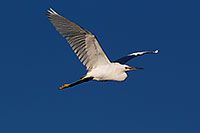 /images/133/2011-11-17-riparian-snowy-119816.jpg - #09730: Snowy Egret in flight at Riparian Preserve … November 2011 -- Riparian Preserve, Gilbert, Arizona