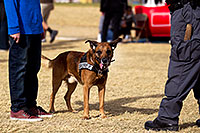 /images/133/2012-01-21-havasu-police-dogs-143872.jpg - #10027: Raidin the Police Dog [Belgian Malinois] in Lake Havasu City, Arizona … January 2012 -- Lake Havasu City, Arizona
