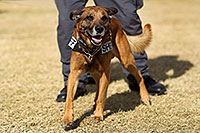 /images/133/2012-01-21-havasu-police-dogs-143967.jpg - #10023: Raidin the Police Dog [Belgian Malinois] in Lake Havasu City, Arizona … January 2012 -- Lake Havasu City, Arizona