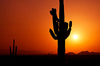 /images/133/2012-03-07-supersti-sunset-cact-147170.jpg - #10069: Sunset and Saguaro cactus in Superstitions … March 2012 -- Lost Dutchman State Park, Superstitions, Arizona