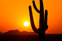 /images/133/2012-03-08-supersti-sunset-cact-147334.jpg - #10070: Sunset and Saguaro cactus in Superstitions … March 2012 -- Lost Dutchman State Park, Superstitions, Arizona
