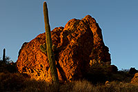 /images/133/2012-03-27-supers-cactus-151258.jpg - #10100: Saguaro Cactus in Superstitions … March 2012 -- Superstitions, Arizona