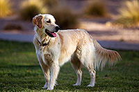 /images/133/2012-04-10-chandler-park-bella-153700.jpg - #10112: Bella and Lucy in Chandler … April 2012 -- Chandler, Arizona