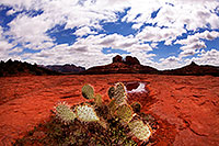/images/133/2012-04-15-sedona-holes-fishe-5d2_0482.jpg - #10133: Prickly Pear Cactus in Sedona … April 2012 -- Cathedral Rock, Sedona, Arizona