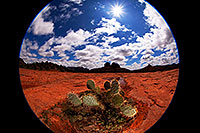 /images/133/2012-04-15-sedona-holes-fishe-5d2_0510.jpg - #10134: Fisheye view of Prickly Pear Cactus in Sedona … April 2012 -- Cathedral Rock, Sedona, Arizona