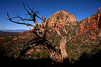 /images/133/2012-04-16-sedona-arch-5d2_0835.jpg - #10149: Tree in front of Thunder Mountain (Capital Butte) in Sedona … April 2012 -- Thunder Mountain, Sedona, Arizona