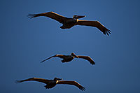 /images/133/2012-12-27-ca-huntington-pelican-11288.jpg - #10522: 3 Pelicans by Carlsbad, California … December 2012 -- Huntington Beach, California