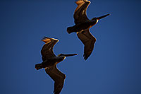 /images/133/2012-12-27-ca-huntington-pelican-11301.jpg - #10524: 2 Pelicans by Carlsbad, California … December 2012 -- Huntington Beach, California