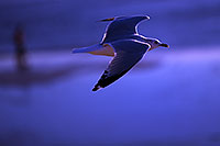 /images/133/2012-12-27-ca-huntington-seagul-11327m.jpg - #10525: Seagulls at Huntington Beach, California … December 2012 -- Huntington Beach, California