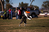 /images/133/2013-01-18-havasu-balloons-dogs-20072.jpg - #10706: Jumping dogs of Hot Dogs Club at Lake Havasu Balloon Fest … January 2013 -- Lake Havasu City, Arizona