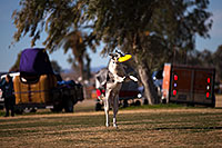 /images/133/2013-01-18-havasu-balloons-dogs-20090.jpg - #10707: Jumping dogs of Hot Dogs Club at Lake Havasu Balloon Fest … January 2013 -- Lake Havasu City, Arizona