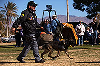 /images/133/2013-01-18-havasu-balloons-dogs-20326.jpg - #10720: K9 Police dog Thor at Lake Havasu Balloon Fest … January 2013 -- Lake Havasu City, Arizona
