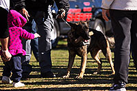 /images/133/2013-01-18-havasu-balloons-polic-20367.jpg - #10720: K9 Police dog Thor at Lake Havasu Balloon Fest … January 2013 -- Lake Havasu City, Arizona
