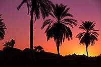 /images/133/2013-01-19-havasu-balloons-palms-20714.jpg - #10735: Palm Trees at sunrise at Lake Havasu… January 2013 -- Lake Havasu City, Arizona