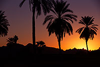 /images/133/2013-01-19-havasu-balloons-palms-20718.jpg - #10731: Palm Trees at sunrise at Lake Havasu… January 2013 -- Lake Havasu City, Arizona