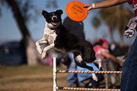 /images/133/2013-01-20-havasu-balloons-dogs-21650.jpg - 10747: Jumping dogs of Hot Dogs Club at Lake Havasu Balloon Fest … January 2013 -- Lake Havasu City, Arizona