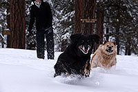 /images/133/2013-03-09-flagstaff-booda-dudle-29189.jpg - #10871: Booda and Dudley in snow in Flagstaff … March 2013 -- Flagstaff, Arizona