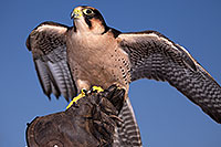 /images/133/2013-03-23-apj-ren-falcon-31245.jpg - #10898: Lanner Falcon at Renaissance Festival 2013 in Apache Junction … March 2013 -- Apache Junction, Arizona