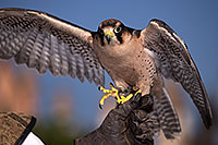 /images/133/2013-03-23-apj-ren-falcon-31247.jpg - #10905: Lanner Falcon at Renaissance Festival 2013 in Apache Junction … March 2013 -- Apache Junction, Arizona