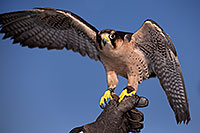 /images/133/2013-03-23-apj-ren-falcon-31257.jpg - #10901: Lanner Falcon at Renaissance Festival 2013 in Apache Junction … March 2013 -- Apache Junction, Arizona