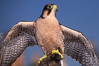 /images/133/2013-03-23-apj-ren-falcon-31260.jpg - #10908: Lanner Falcon at Renaissance Festival 2013 in Apache Junction … March 2013 -- Apache Junction, Arizona