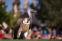 /images/133/2013-03-23-apj-ren-vulture-31063.jpg - #10928: Black Vulture at Renaissance Festival 2013 in Apache Junction … March 2013 -- Apache Junction, Arizona