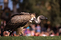 /images/133/2013-03-23-apj-ren-vulture-31066.jpg - #10929: Black Vulture at Renaissance Festival 2013 in Apache Junction … March 2013 -- Apache Junction, Arizona