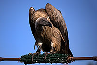 /images/133/2013-03-23-apj-ren-vulture-31103.jpg - #10931: Black Vulture at Renaissance Festival 2013 in Apache Junction … March 2013 -- Apache Junction, Arizona