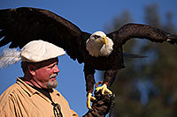 /images/133/2013-03-24-apj-ren-eagle-32463.jpg - #10938: Bald Eagle at Renaissance Festival 2013 in Apache Junction … March 2013 -- Apache Junction, Arizona