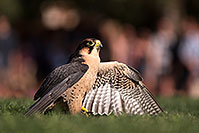 /images/133/2013-03-24-apj-ren-falcon-32458.jpg - Birds > Falcons
