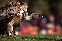 /images/133/2013-03-24-apj-ren-vulture-32443.jpg - #10994: Black Vulture at Renaissance Festival 2013 in Apache Junction … March 2013 -- Apache Junction, Arizona