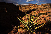/images/133/2013-04-17-supers-dirt-cliffs-36939.jpg - #11052: Agave in evening light at a cliff overlook … April 2013 -- Apache Trail Road #2, Superstitions, Arizona