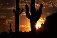 /images/133/2013-05-14-supers-sunrise-7-8-40486.jpg - #11097: Saguaro silhouettes at sunrise in Superstitions … May 2013 -- Apache Trail Road, Superstitions, Arizona