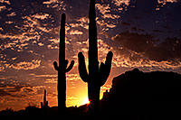 /images/133/2013-05-14-supers-sunrise-8-9-40387.jpg - #11098: Saguaro silhouettes at sunrise in Superstitions … May 2013 -- Apache Trail Road, Superstitions, Arizona