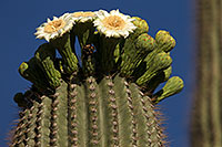 /images/133/2013-05-16-apache-saguaro-flower-41379.jpg - #11099: Saguaro flowers in Superstitions … May 2013 -- Apache Trail Road, Superstitions, Arizona