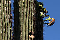 /images/133/2013-05-22-supers-woodpecks-1dx_0354.jpg - #11130: Woodpecker on a Saguaro … May 2013 -- Apache Trail Road, Superstitions, Arizona