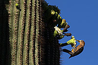 /images/133/2013-05-22-supers-woodpecks-1dx_0354m.jpg - #11131: Woodpecker on a Saguaro … May 2013 -- Apache Trail Road, Superstitions, Arizona