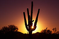 /images/133/2013-10-13-mesa-sunset-1d4_0126.jpg - #11168: Saguaro at sunset in Mesa … October 2013 -- Mesa, Arizona